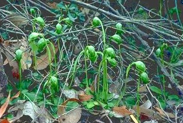 Nodding Greenhood Orchid