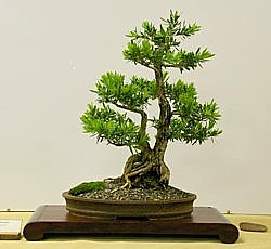 photo of bonsai - click to enlarge