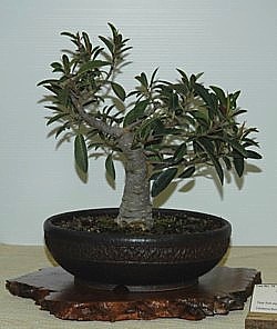 photo of bonsai - click to enlarge