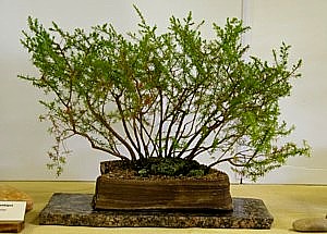 photo of bonsai - click to enlarge