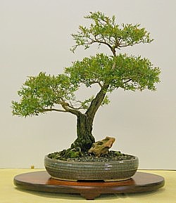 photo of bonsai - click to enlarge