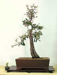 photo of bonsai - click to enlarge