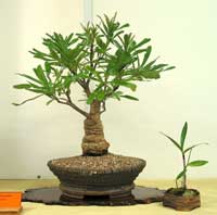 photo of bonsai - click to enlarge