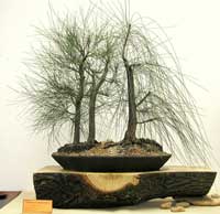 photo of bonsai - click to enlarge