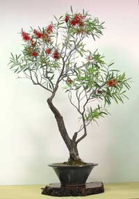 photo of bonsai - click to enlarge