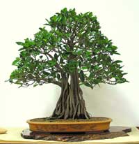 photo of bonsai - click to enlarge