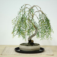 photo of bonsai - click to enlarge