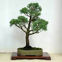 photo of bonsai - click to enlarge