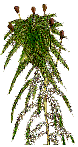 Sphagnum acutifolium : Berkeley illustration