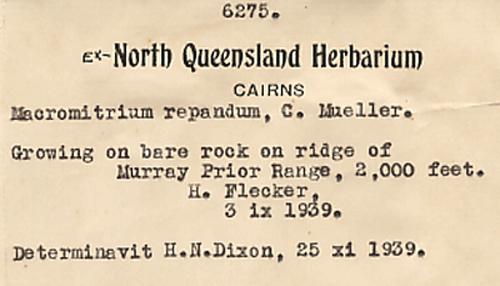 Macromitrium repandum label