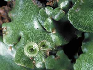 thallose liverwort in the genus Marchantia