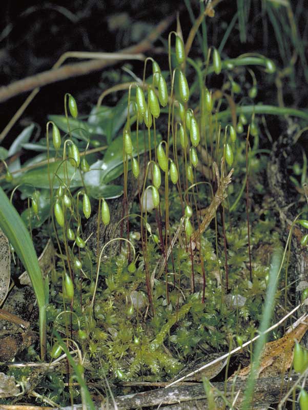 Bryum sp.