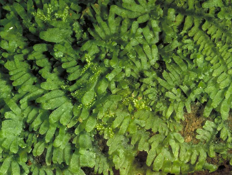 Riccardia wattsiana