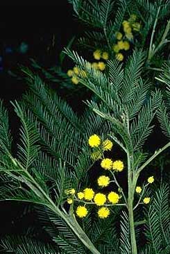 photo  ANBG