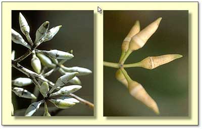 photo  ANBG