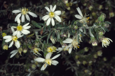 photo  ANBG
