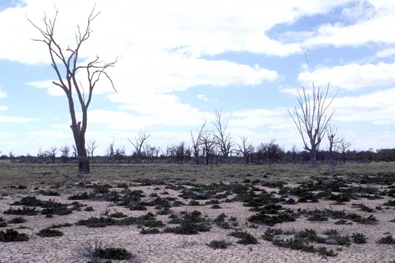 Eucalyptus camaldulensis