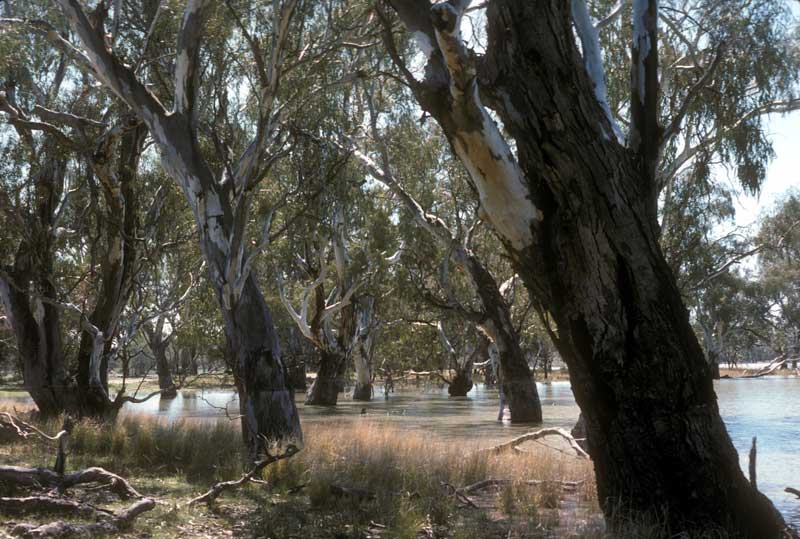 Eucalyptus camaldulensis