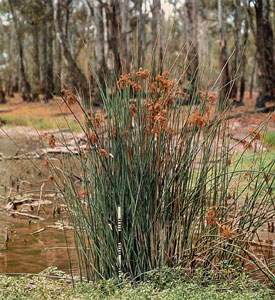 Juncus ingens image - click to enlarge