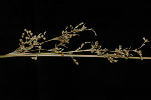 Juncus usitatus inflorescence - click to enlarge