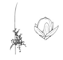 Juncus usitatus illustration - click to enlarge