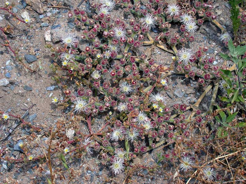 Mesembryanthemum crystallinum 