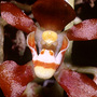 Sarcochilus serrulatus