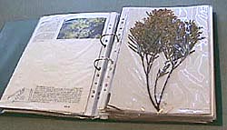 photo: herbarium sheet