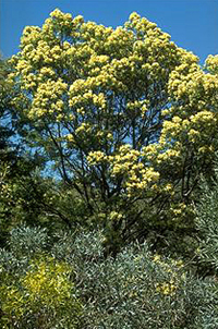 photo: Acacia paramattensis