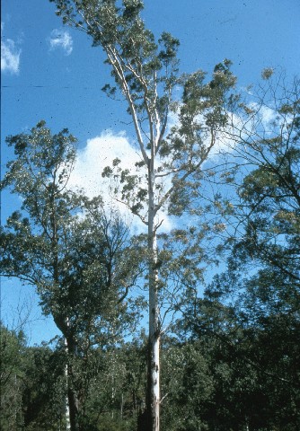 photo: Camden White Gum , Eucalyptus benthamii