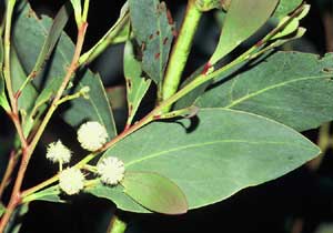Acacia penninervis flower