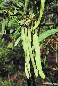 Acacia penninervis fruit