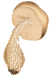 Austroboletus lacunosus : Cooke illustration