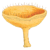 Cookeina sulcipes : Cooke illustration