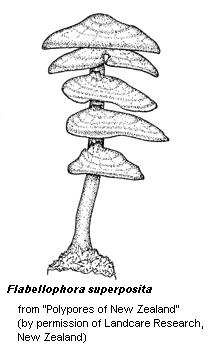 illust: Flabellophora superposita