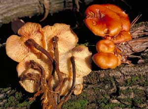 Flammulina velutipes