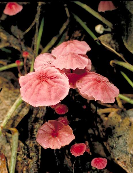 photo: Marasmius haematocephalus