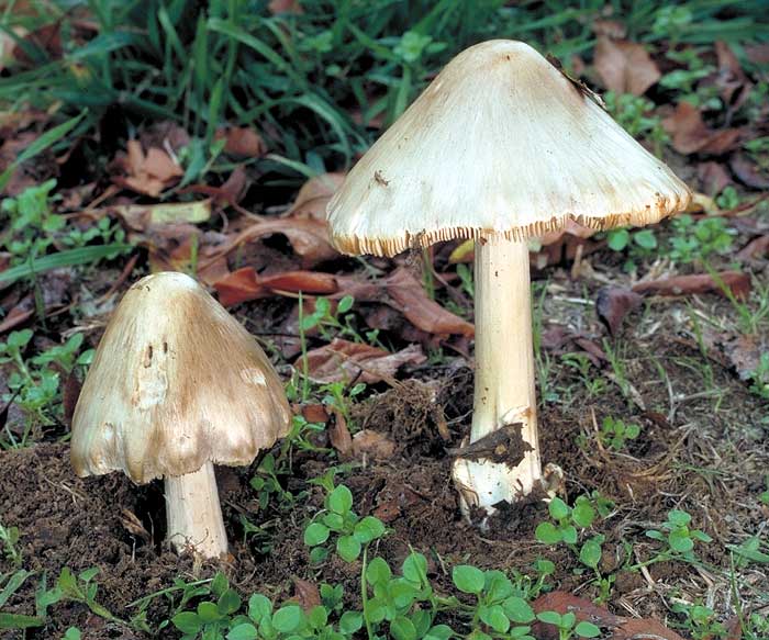 photo: Amanita phalloides + Volvariella sp.