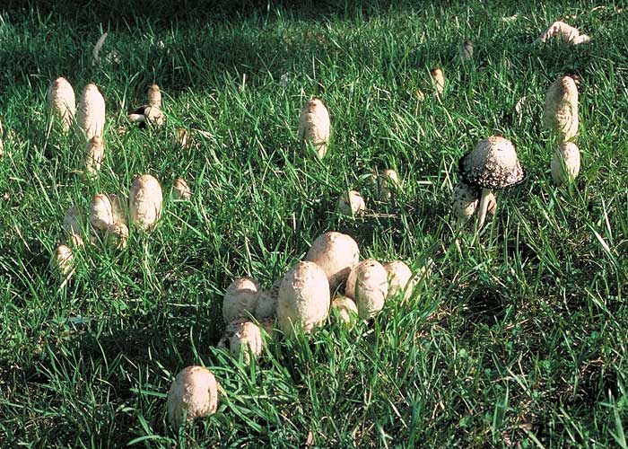 Coprinus comatus