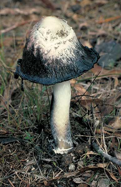 Coprinus comatus