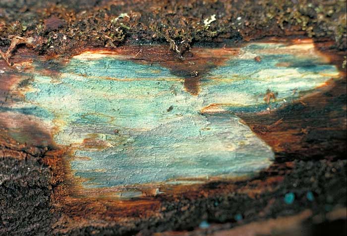 photo: Chlorociboria aeruginascens stain in wood