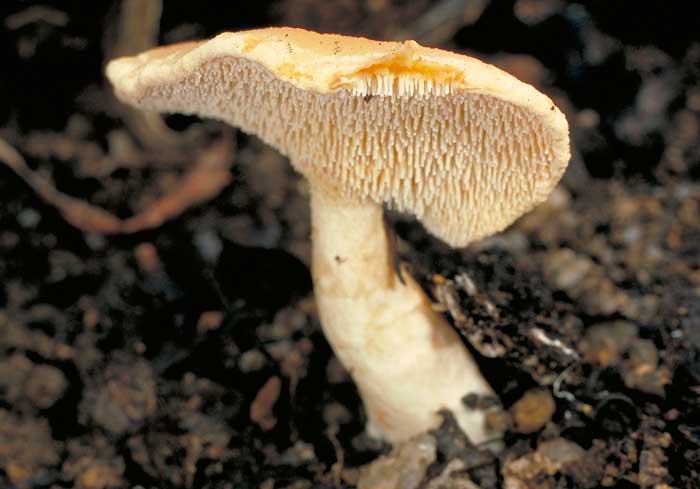 photo: Hydnum repandum