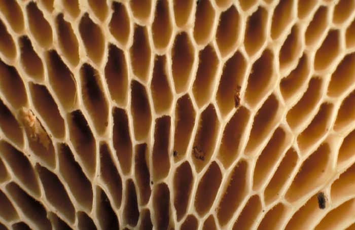 photo: Polyporus arcularius