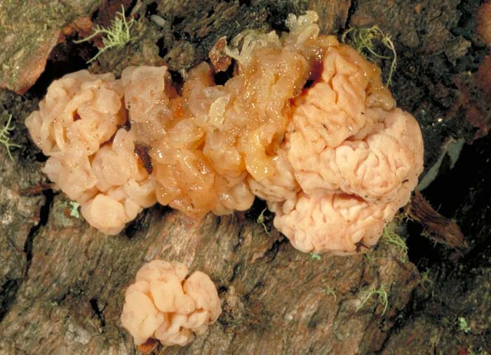 photo: Tremella encephala