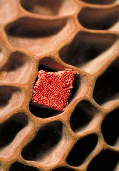 photo: Pycnoporus (red) and Hexagonia (brown) pores