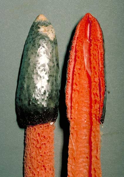 photo: Phallus rubicundus 