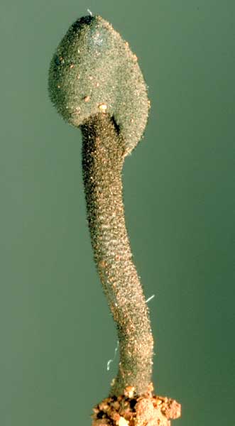 photo: Trichoglossum walteri
