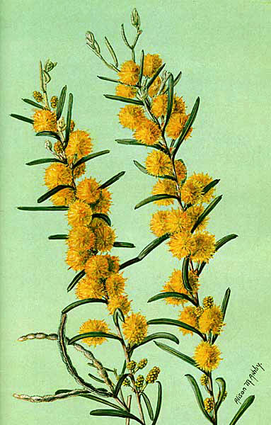 illustration: Acacia ashbyae