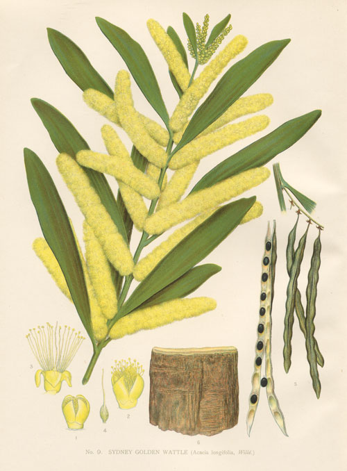illustration: Acacia longifolia
