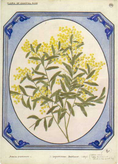 illustration: Acacia prominens